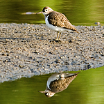 BB 08 0012 / Actitis hypoleucos / Strandsnipe